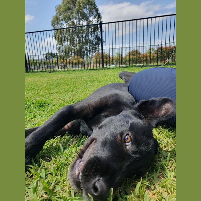 Photo of Scruffy Anne