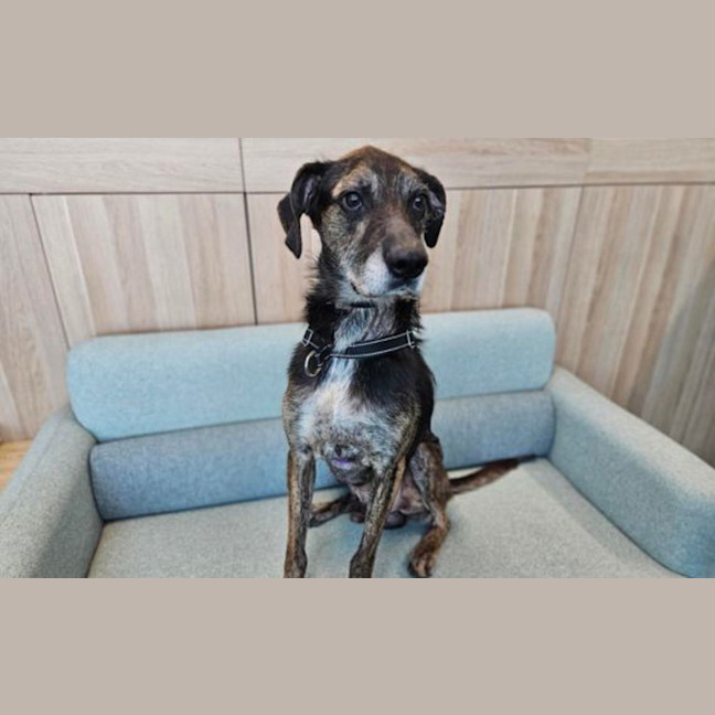 Photo of Atticus