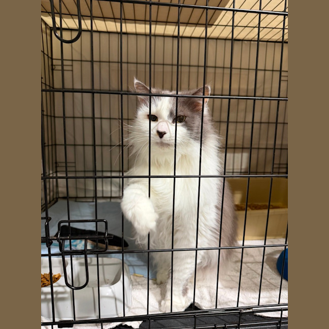 Photo of Bentley