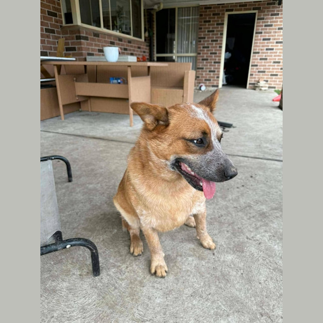 Photo of Ginger   1.5 Year Old Cattle Dog