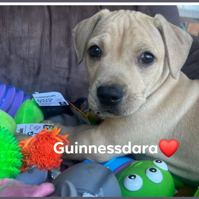 Photo of ☘️ Clover Dara's Litter ☘️