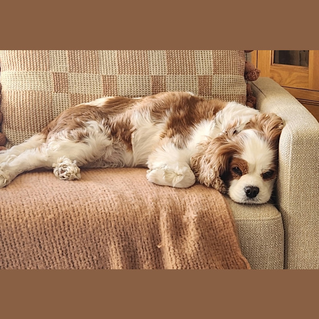 Photo of Kia