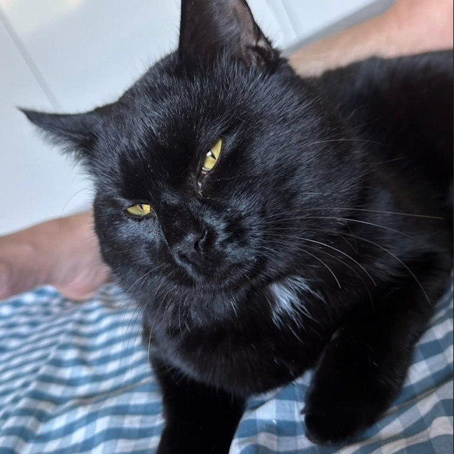 Photo of Catsby