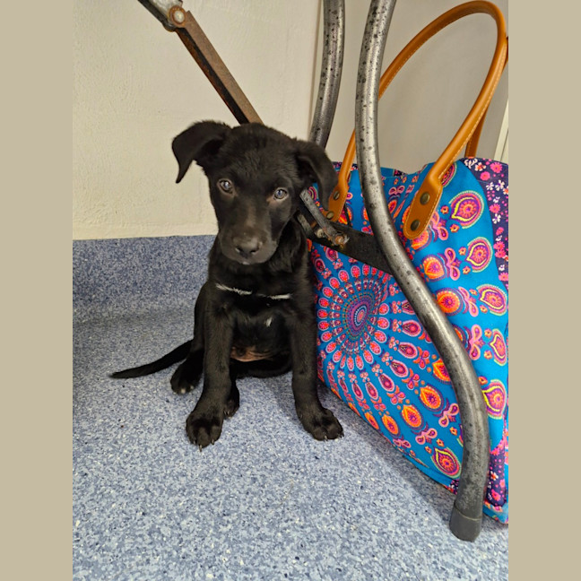 Photo of D1081 Pascal