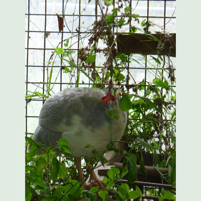 Photo of Guinea Fowl