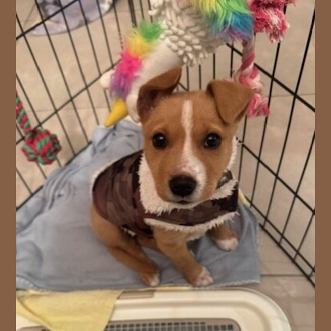 Photo of Maple