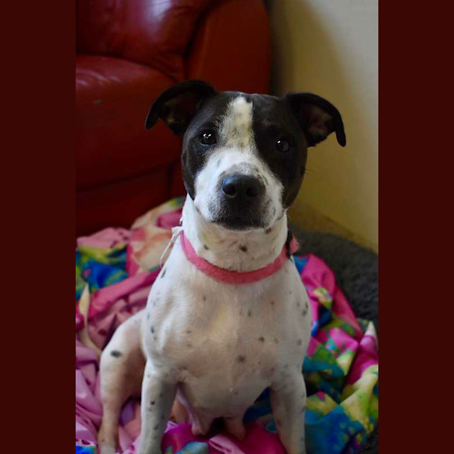 Photo of Gypsy