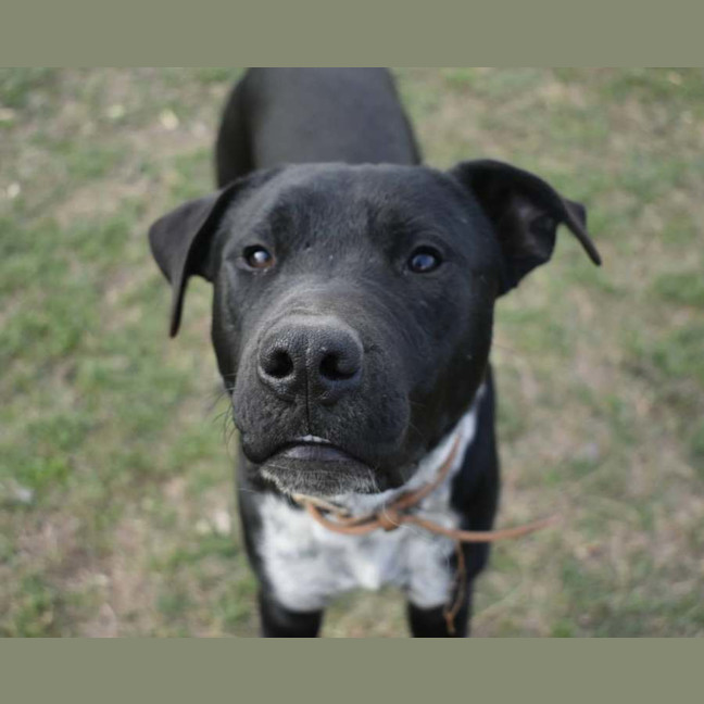 Photo of Sage