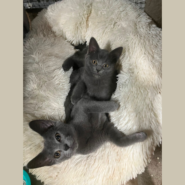 Photo of Astro