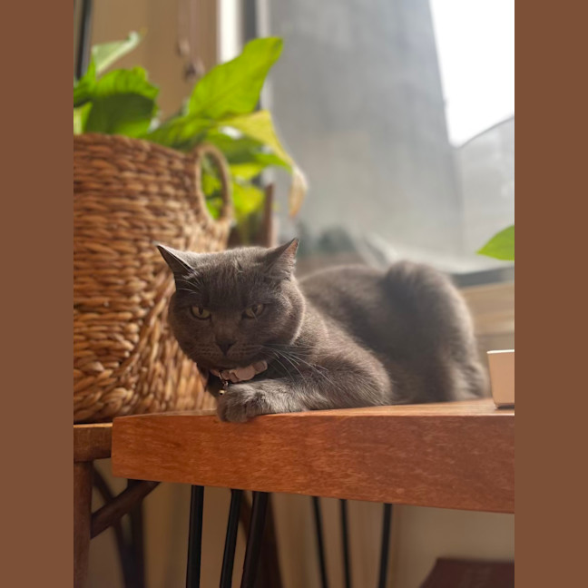 Photo of 💖 Coco 👑