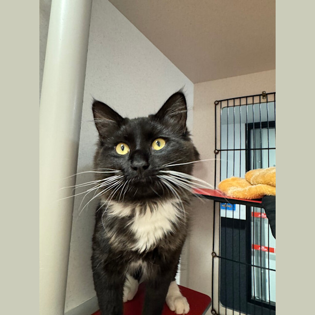 Photo of Thor