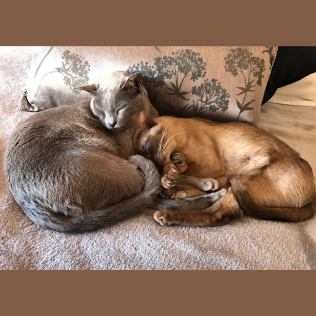 Photo of 🐾 Bonded Burmese Brothers Seeking A Forever Home 