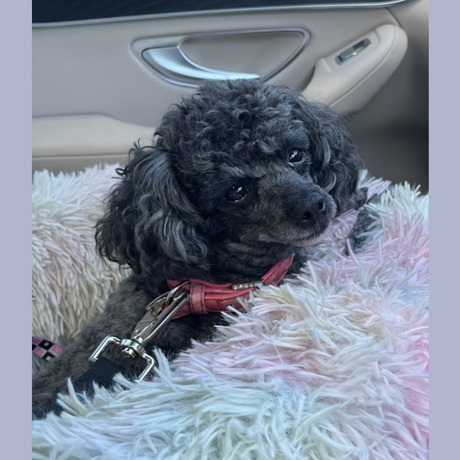 Photo of Star