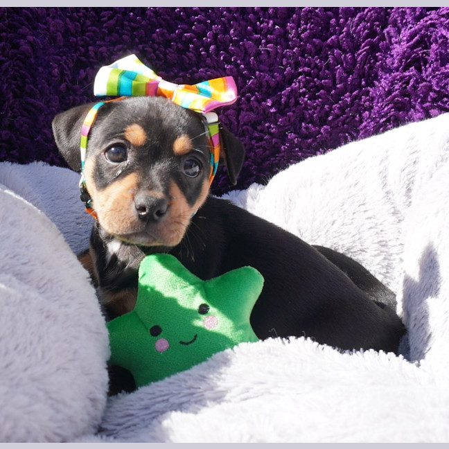 Photo of Tilly