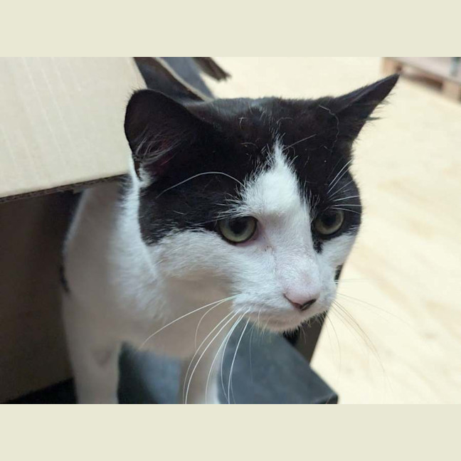 Photo of Plush**2nd Chance Cat Rescue**