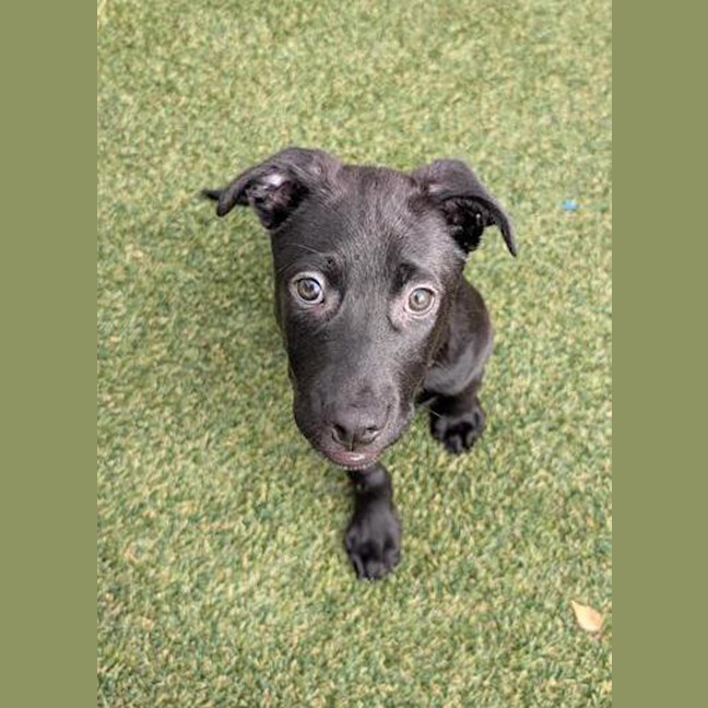 Photo of Bontempelli