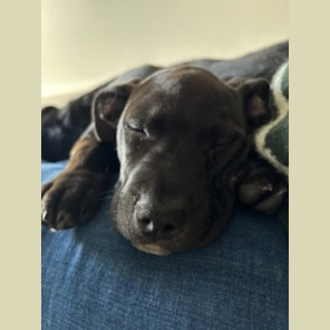 Photo of Tux   4 Month Old Staffy X