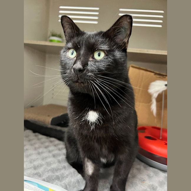 Photo of Tomy   $50 Ringworm Foster To Adopt