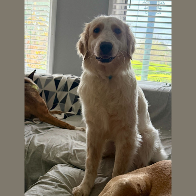 Photo of Poppy