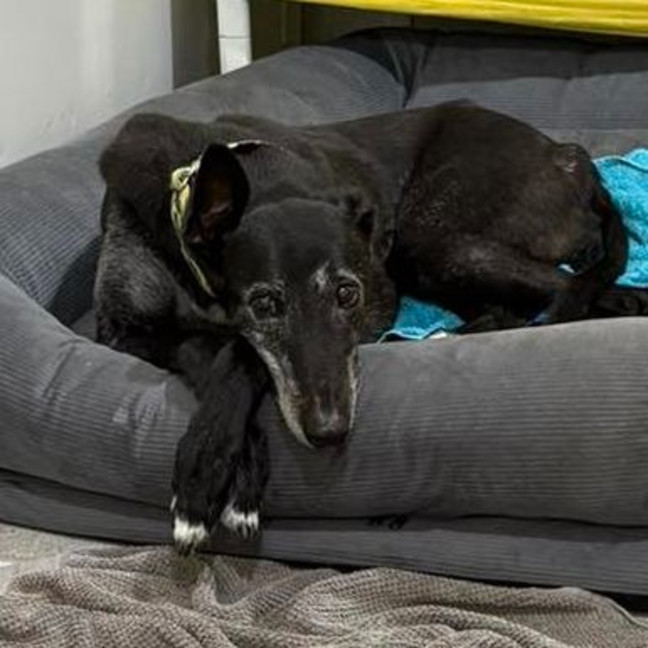 Photo of Ellery The Greyhound