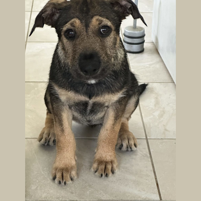 Photo of Willow
