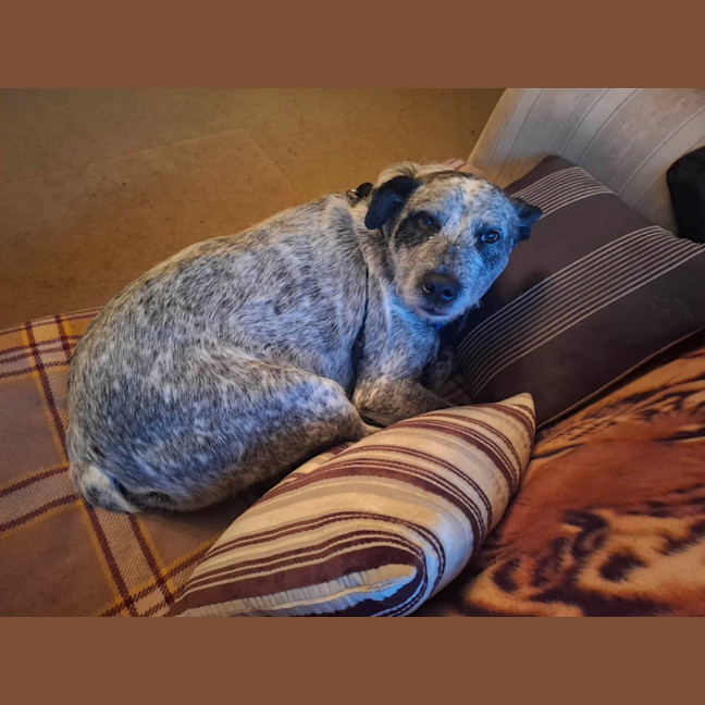 Photo of Scruffy
