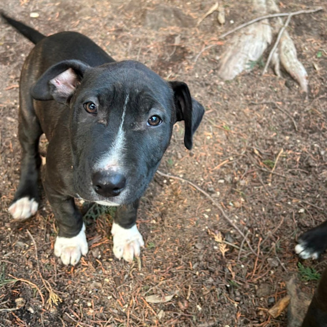 Photo of Tempranillo