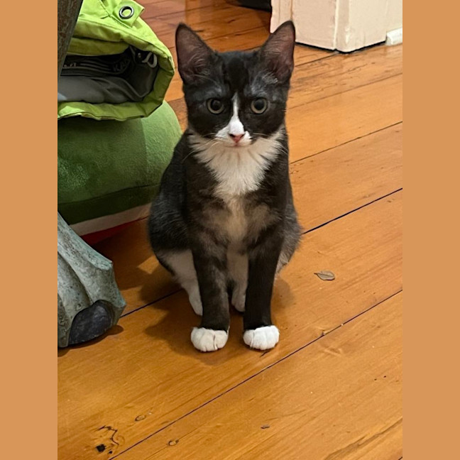 Photo of Sage