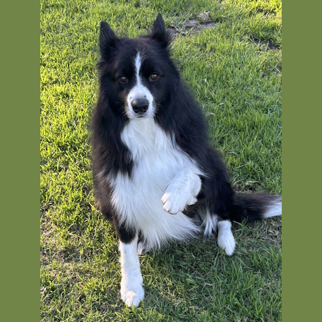 Photo of Oreo