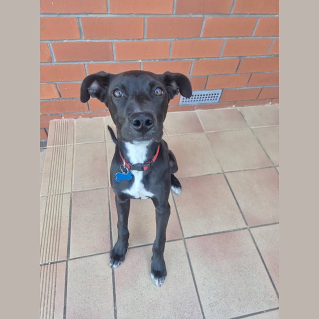 Photo of Cosmo 