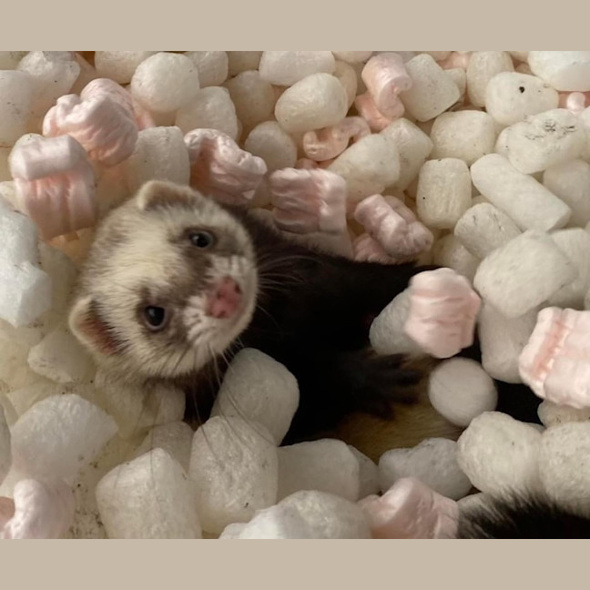 Photo of Fig, Anthea & Danger Mouse