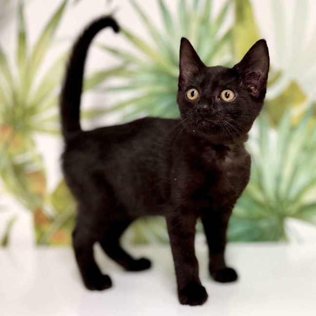 Photo of Asher   Located In Keilor 