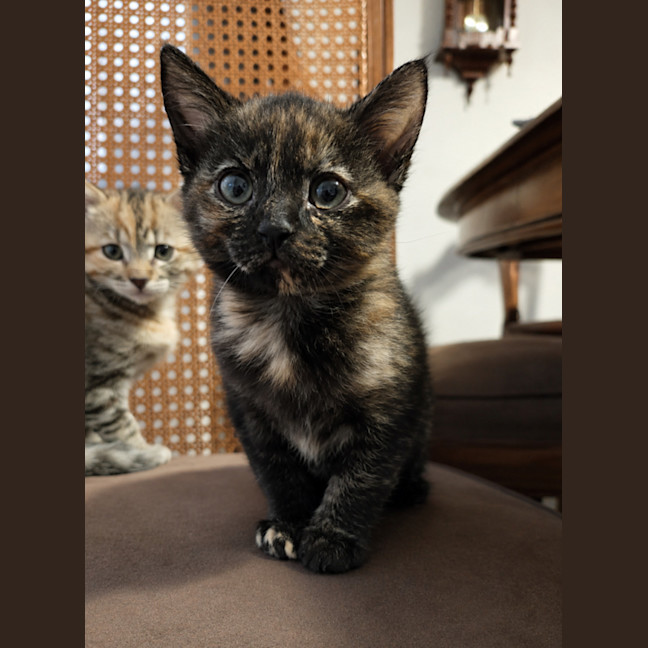 Photo of Coco