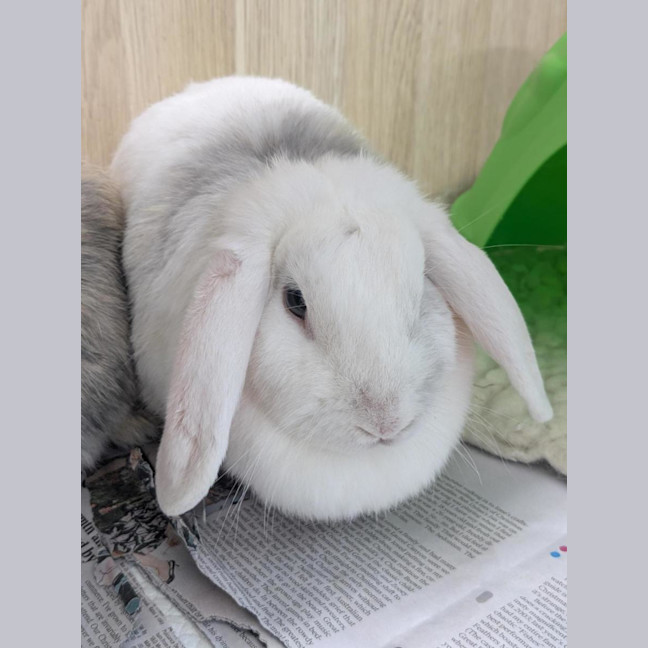 Photo of 🥖 Baguette 6961 🥖