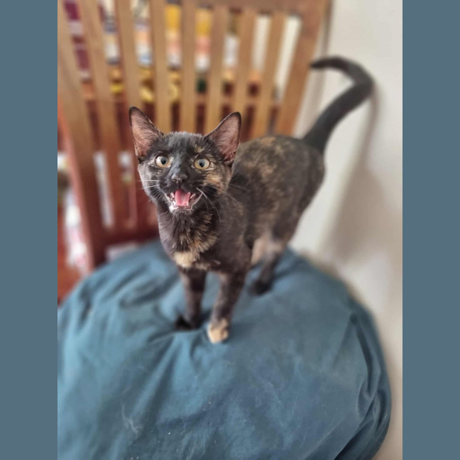 Photo of Nix