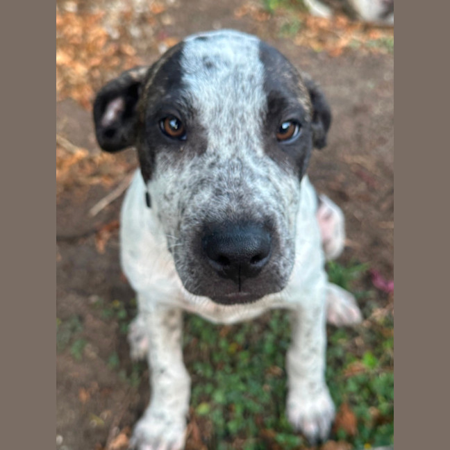 Photo of Greedy Smurf