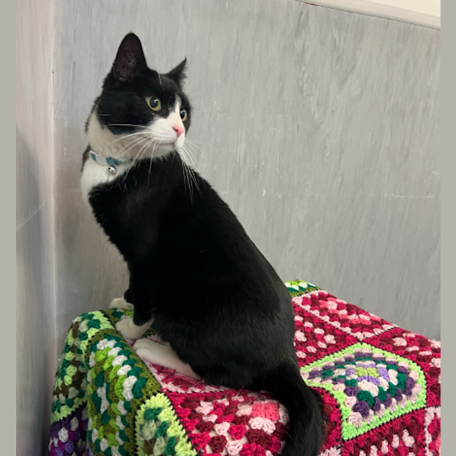 Photo of Biggles