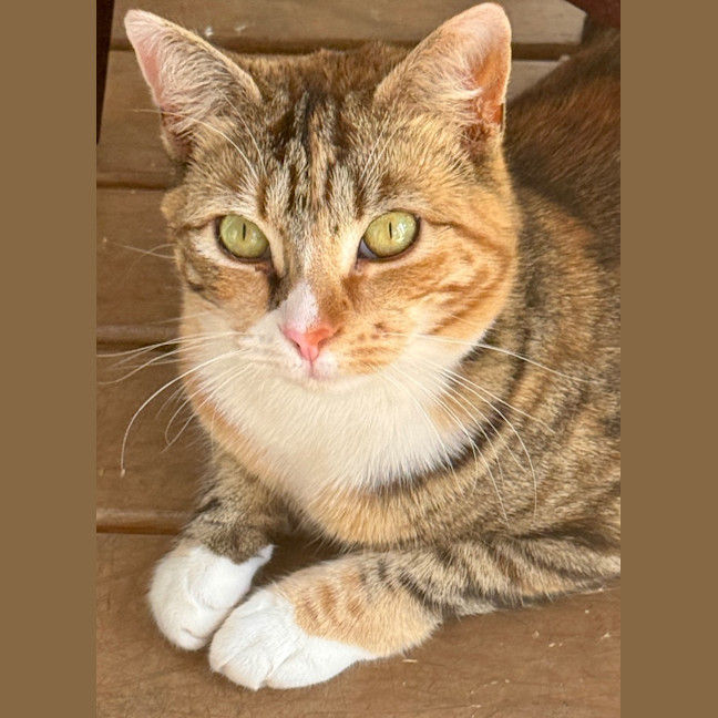 Photo of Dusky Star