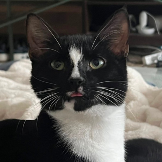 Photo of The Dread Pirate Roberts (Aka Westley)
