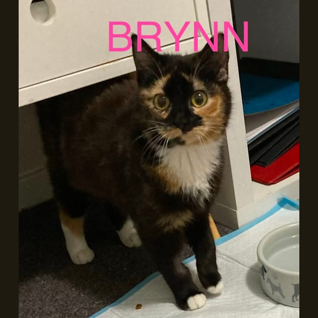 Photo of Brynn