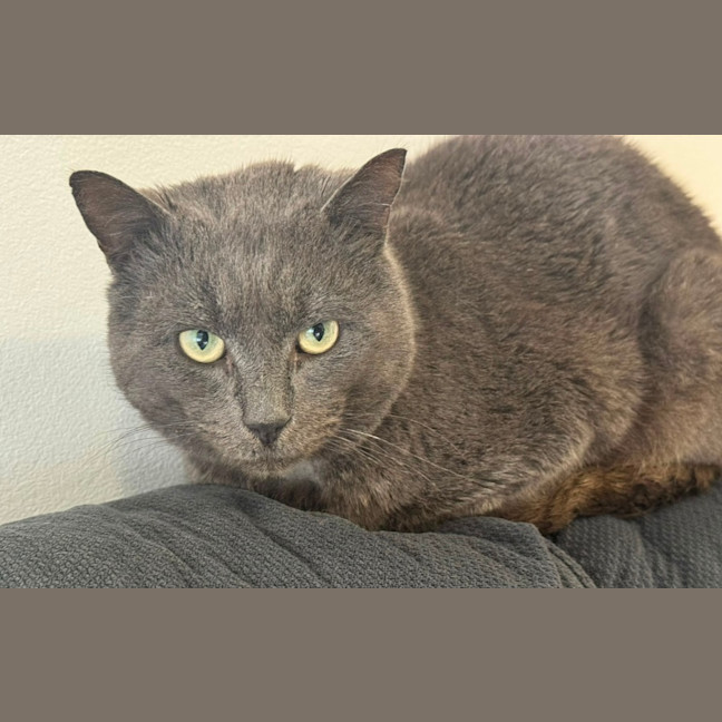 Photo of Percy