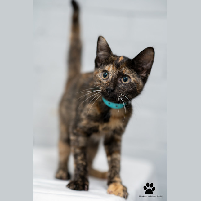 Photo of Coco