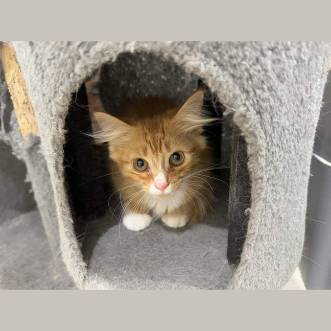 Photo of Dorito