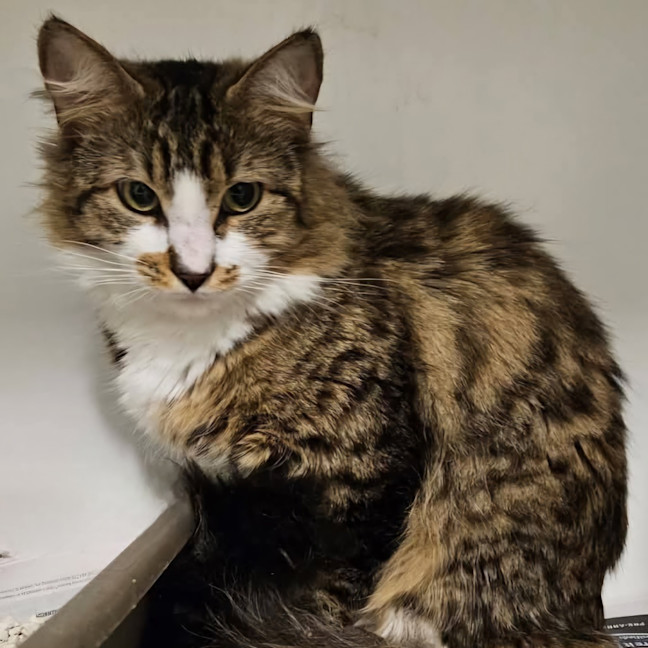 Photo of Purrlock Holmes