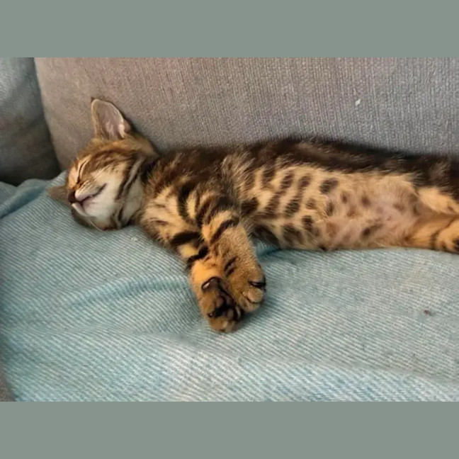 Photo of Astro