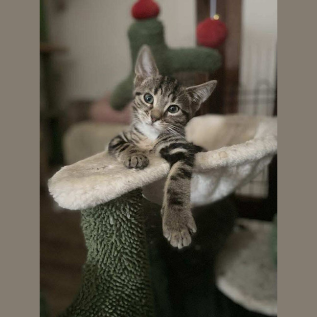 Photo of Jake The Dog