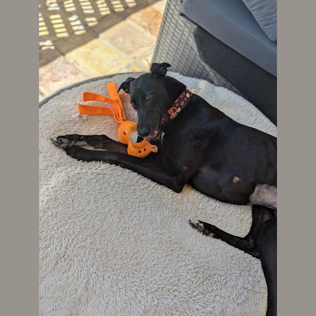 Photo of Bronte, Young Greyhound