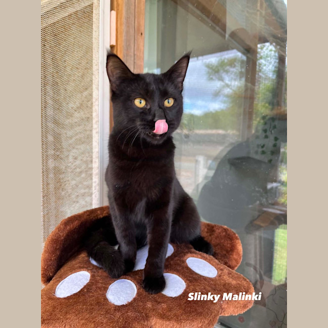 Photo of Slinky Malinki