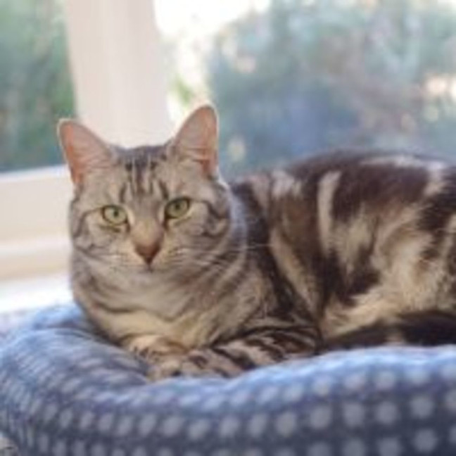 Photo of Sweet, Gentle Hope ♡