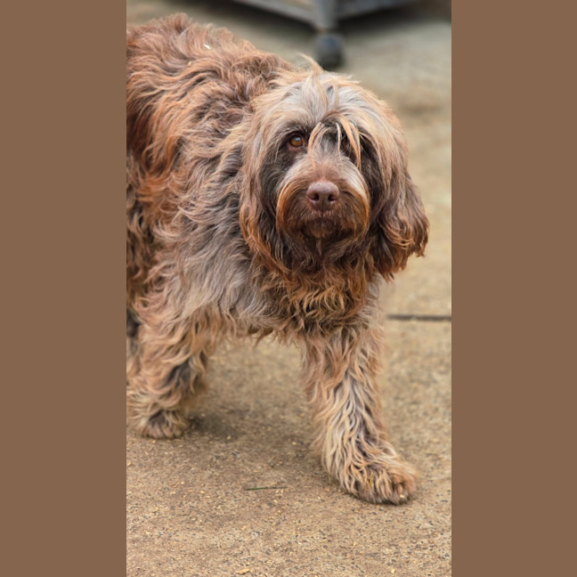 Photo of Coco